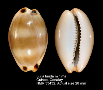 Luria lurida minima.jpg - Luria lurida minima(Dunker,1853)